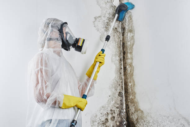 Best Attic Mold Remediation in USA